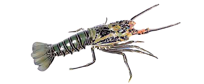 Green Lobster (Panulirus polyphagus)